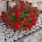 Kiki Paxos Ozias Σπίτι διακοπών