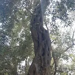 Kiki Paxos Ozias Σπίτι διακοπών Γάιος