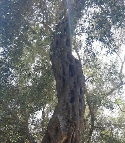 Kiki Paxos Ozias Σπίτι διακοπών Γάιος